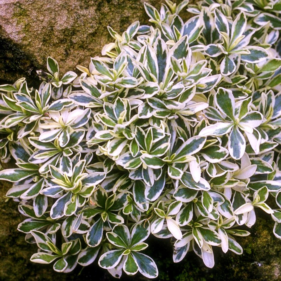 Weißbunte Gänsekresse 'Variegata' (Arabis ferdinandi-coburgii)