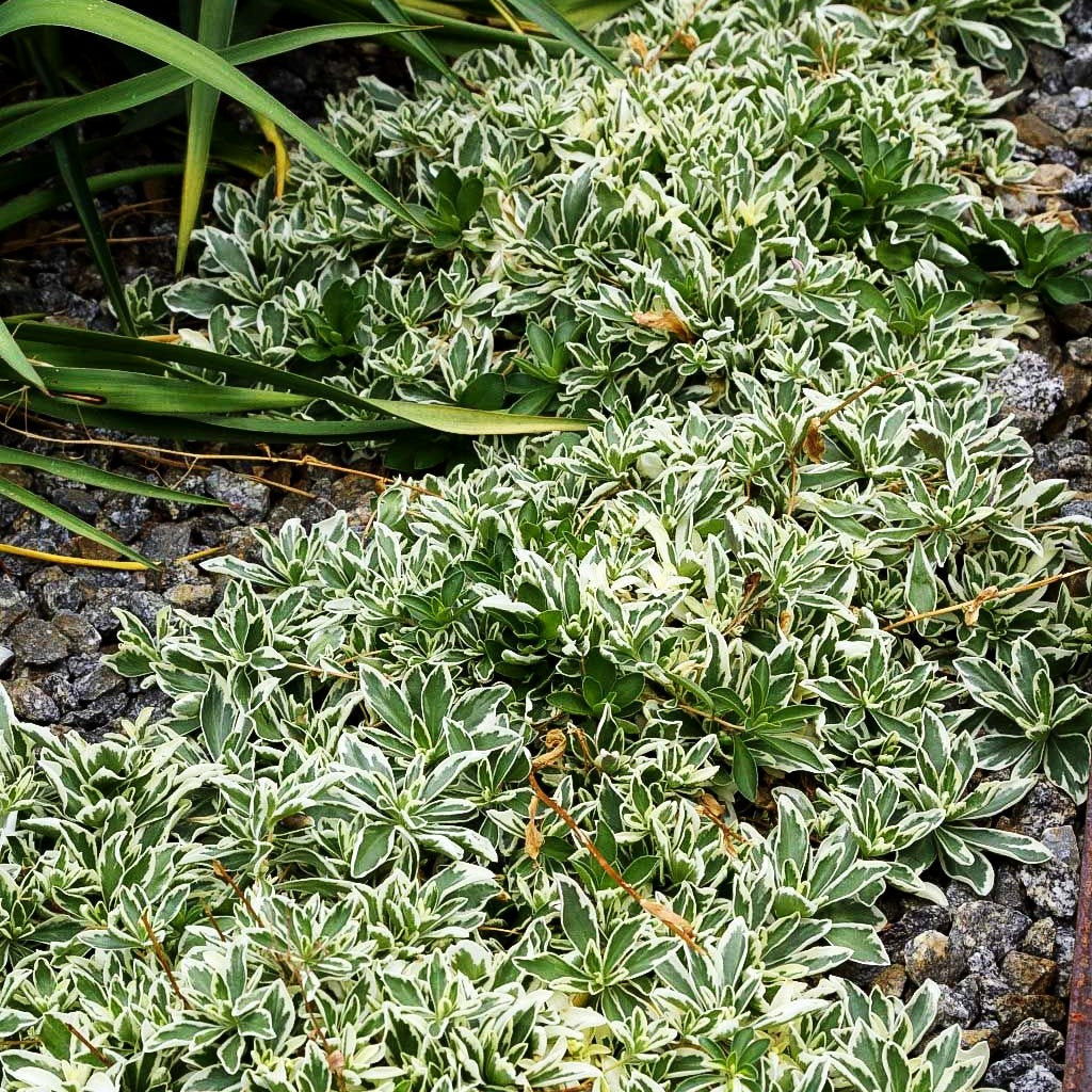 Weißbunte Gänsekresse 'Variegata' (Arabis ferdinandi-coburgii)
