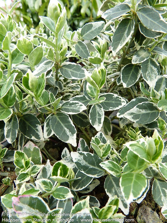 Weißbunte Kriechspindel 'Emerald Gaiety' (Euonymus fortunei)