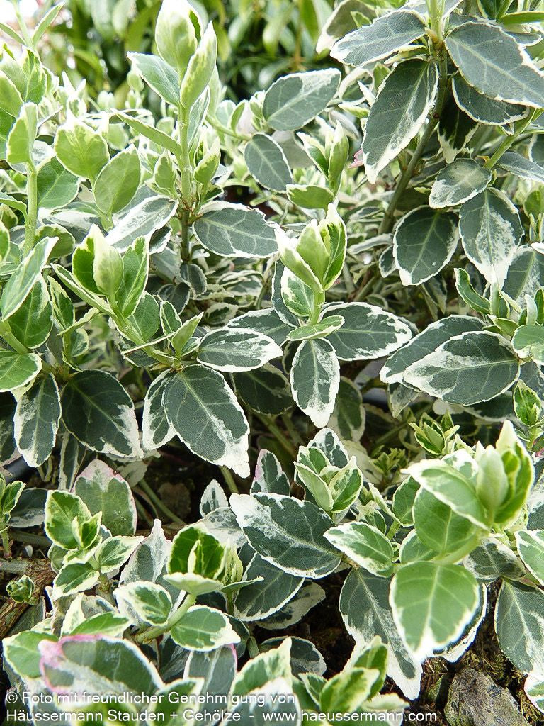 Weißbunte Kriechspindel 'Emerald Gaiety' (Euonymus fortunei)