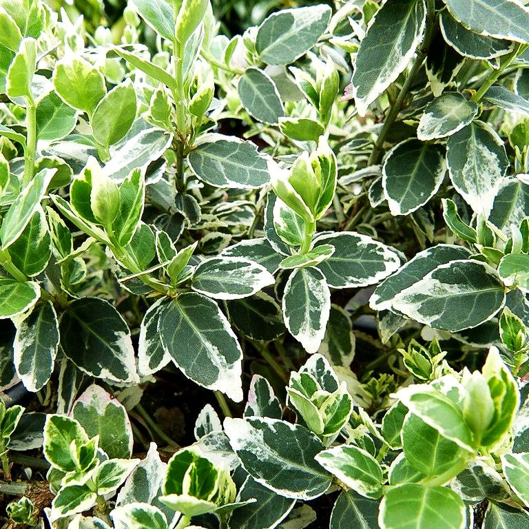Weißbunte Kriechspindel 'Emerald Gaiety' (Euonymus fortunei)