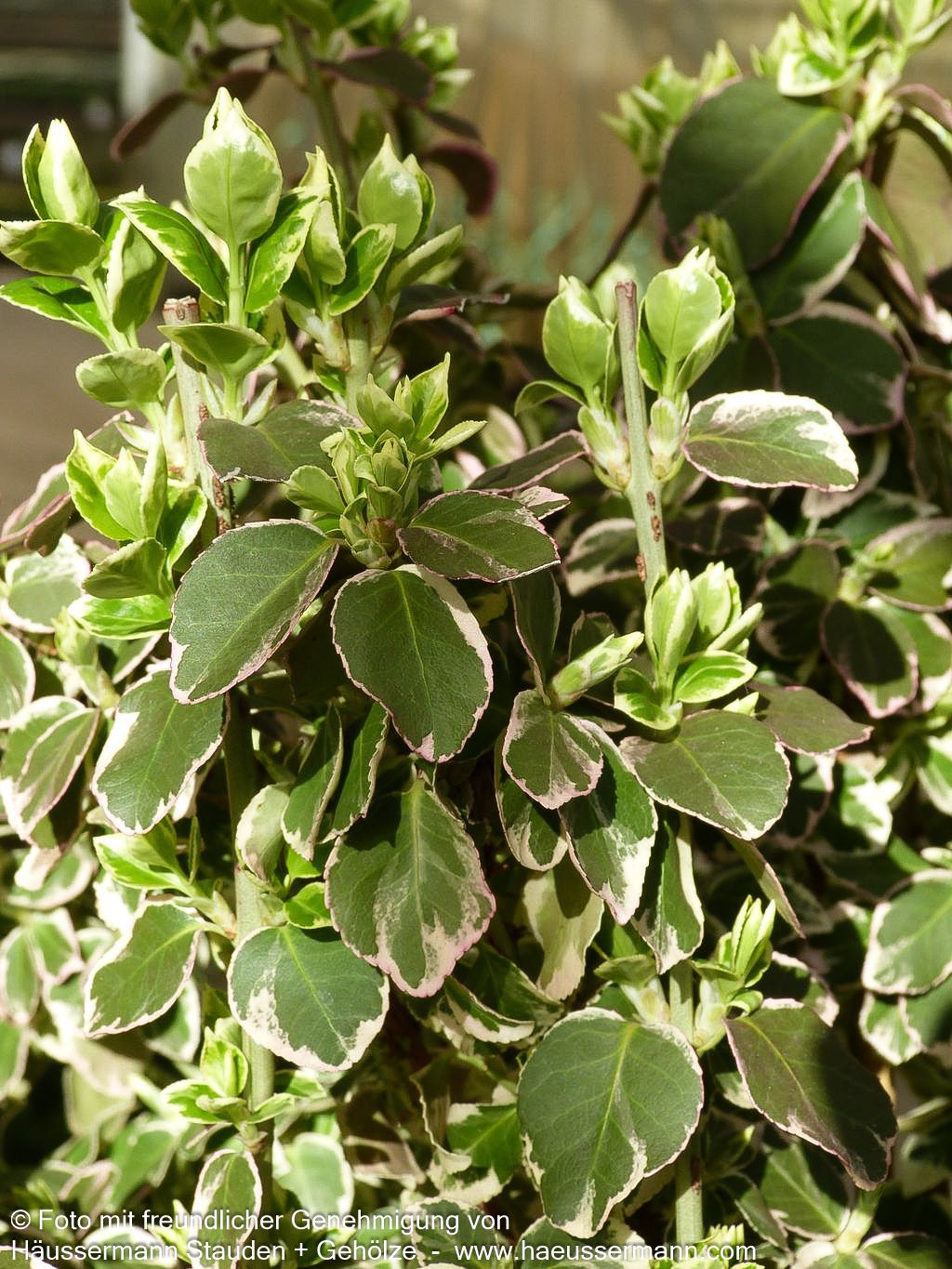 Weißbunte Kriechspindel 'Emerald Gaiety' (Euonymus fortunei)
