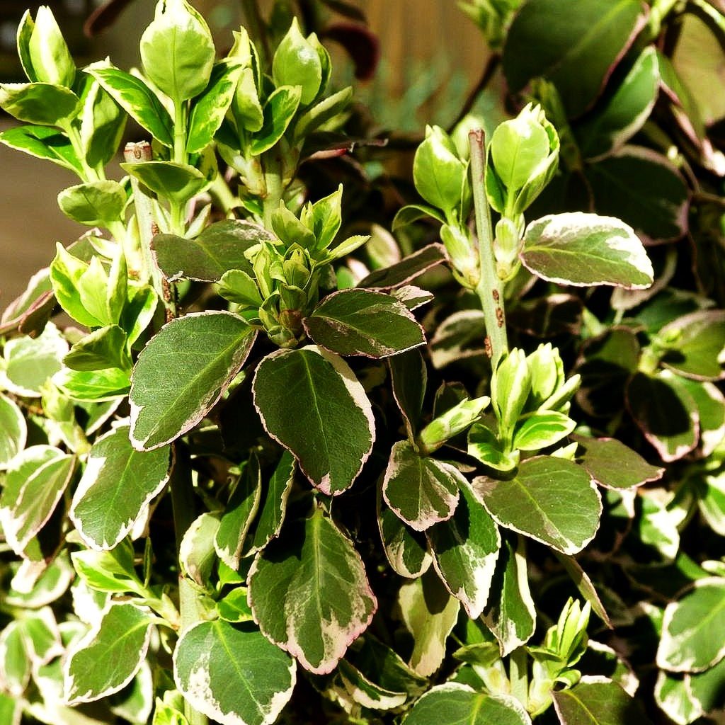 Weißbunte Kriechspindel 'Emerald Gaiety' (Euonymus fortunei)