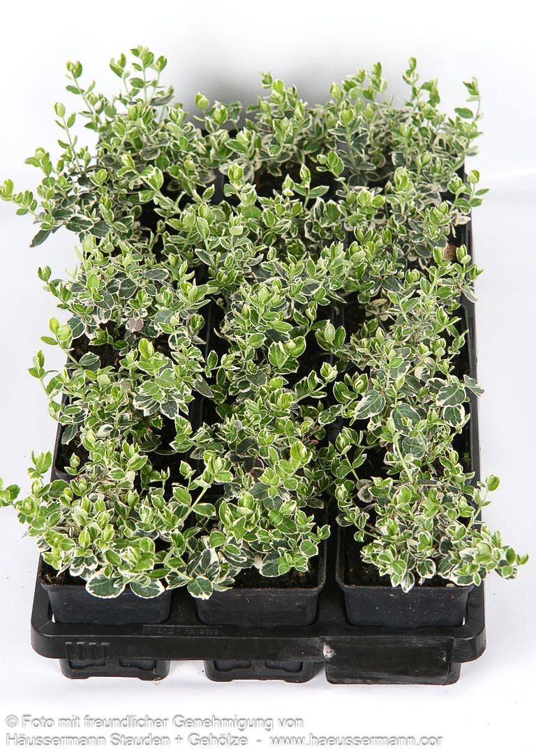 Weißbunte Kriechspindel 'Emerald Gaiety' (Euonymus fortunei)