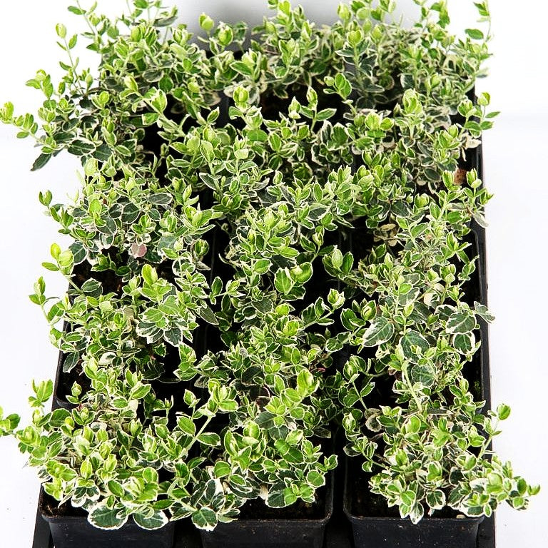 Weißbunte Kriechspindel 'Emerald Gaiety' (Euonymus fortunei)