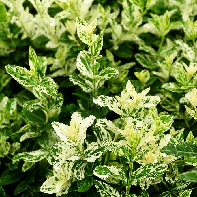 Weißbunte Kriechspindel 'Harlequin' (Euonymus fortunei)