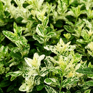 Weißbunte Kriechspindel 'Harlequin' (Euonymus fortunei)