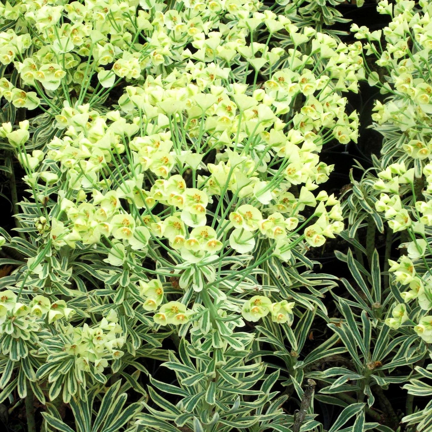 Weißbunte Mittelmeer-Wolfsmilch 'Tasmanian Tiger' (Euphorbia characias)