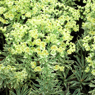 Weißbunte Mittelmeer-Wolfsmilch 'Tasmanian Tiger' (Euphorbia characias)
