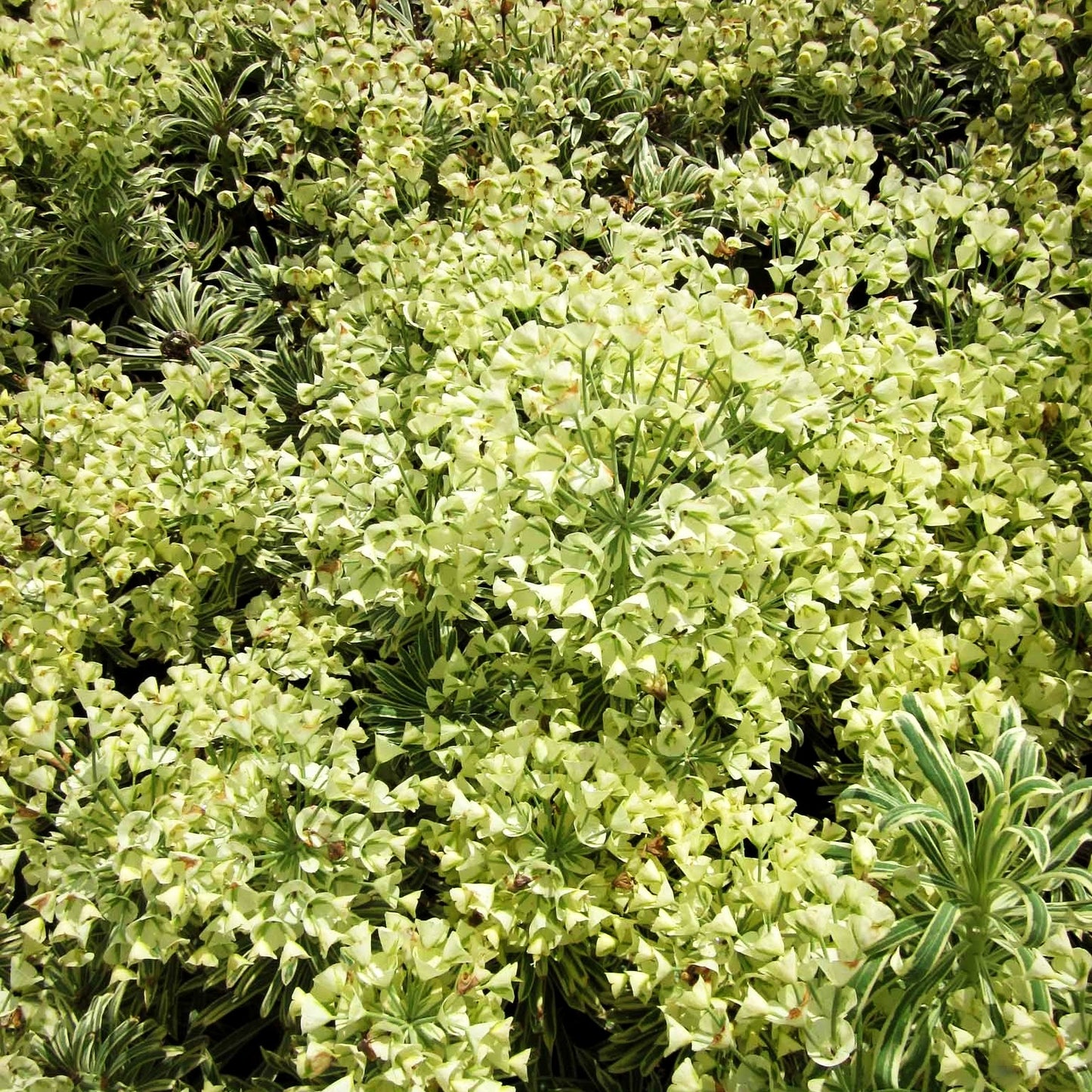 Weißbunte Mittelmeer-Wolfsmilch 'Tasmanian Tiger' (Euphorbia characias)