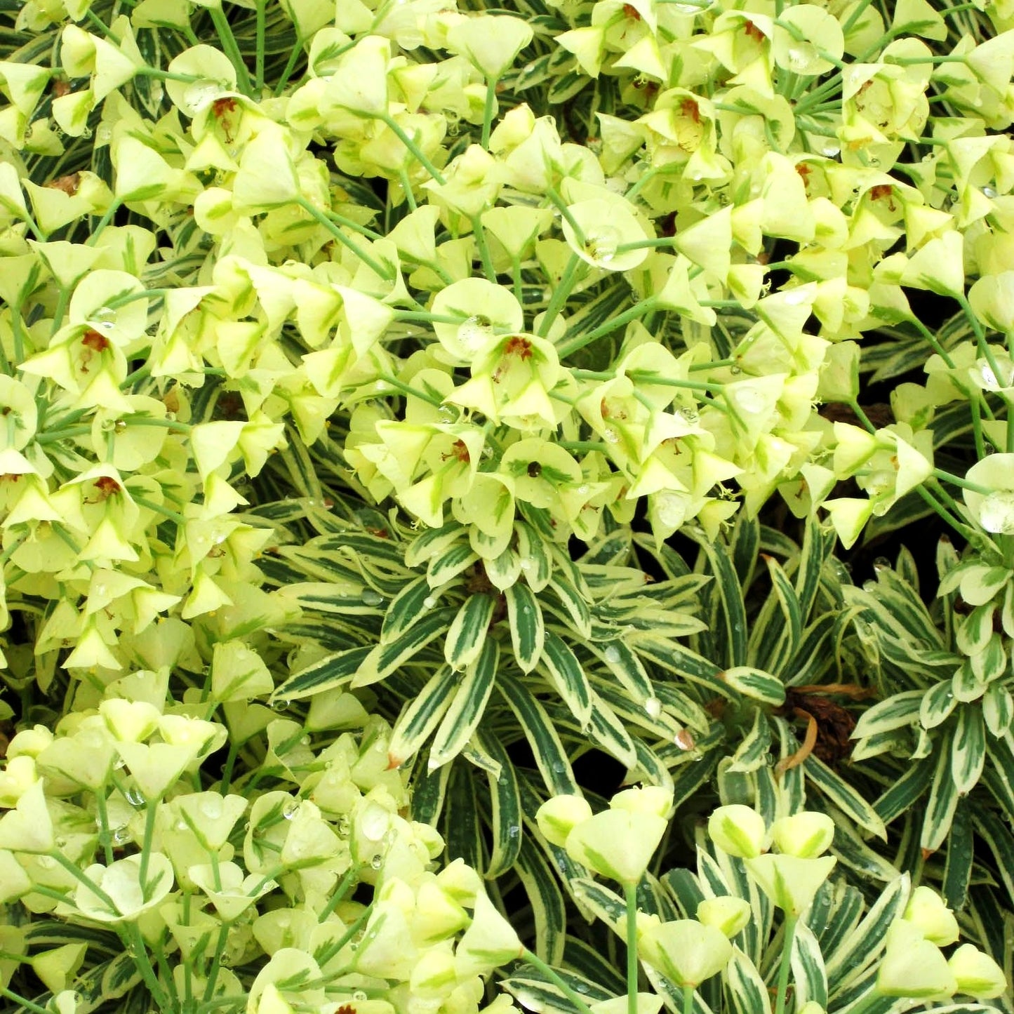 Weißbunte Mittelmeer-Wolfsmilch 'Tasmanian Tiger' (Euphorbia characias)