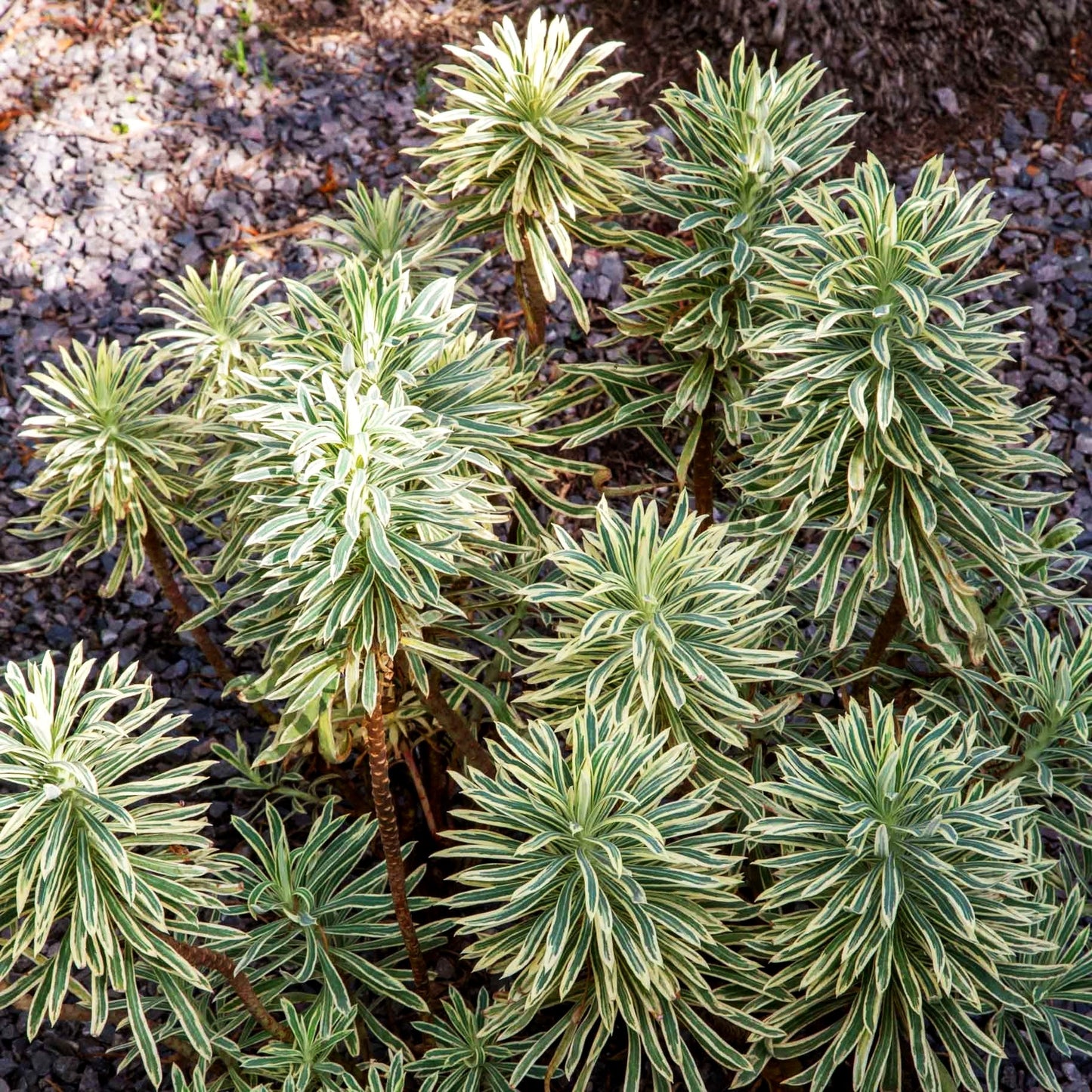 Weißbunte Mittelmeer-Wolfsmilch 'Tasmanian Tiger' (Euphorbia characias)