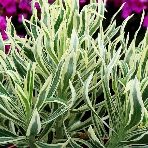 Weißbunte Mittelmeer-Wolfsmilch 'Tasmanian Tiger' (Euphorbia characias)
