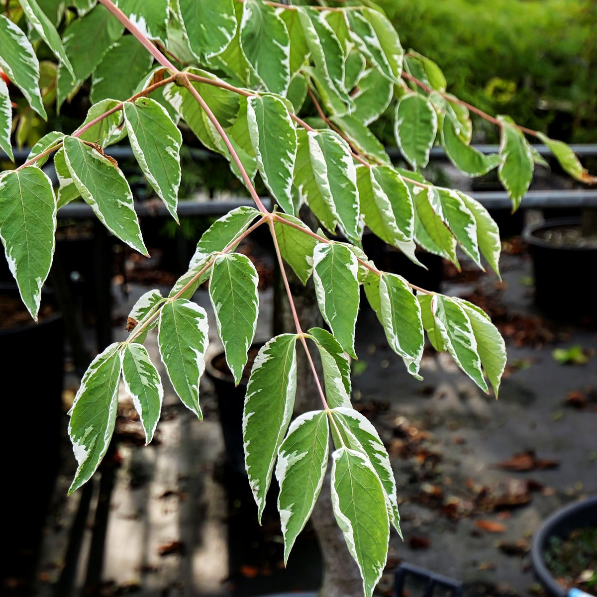 Weißbunte Stachel-Aralie 'Variegata' (Aralia elata)