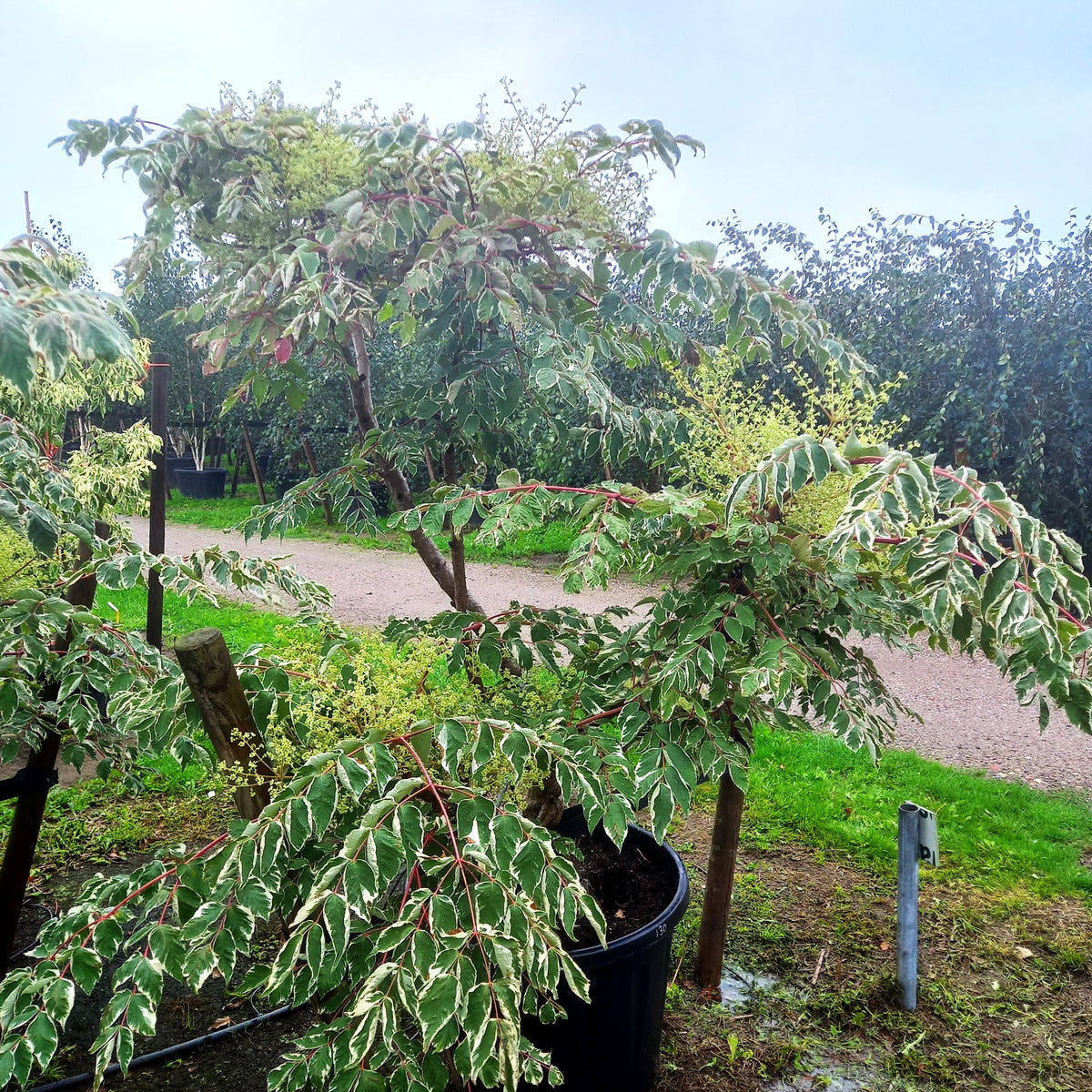 Weißbunte Stachel-Aralie 'Variegata' (Aralia elata)