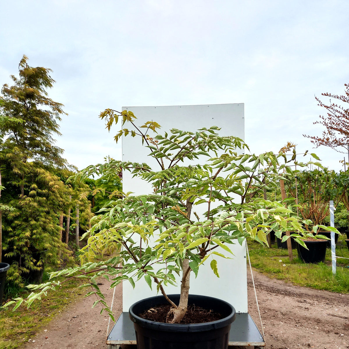 Weißbunte Stachel-Aralie 'Variegata' (Aralia elata)