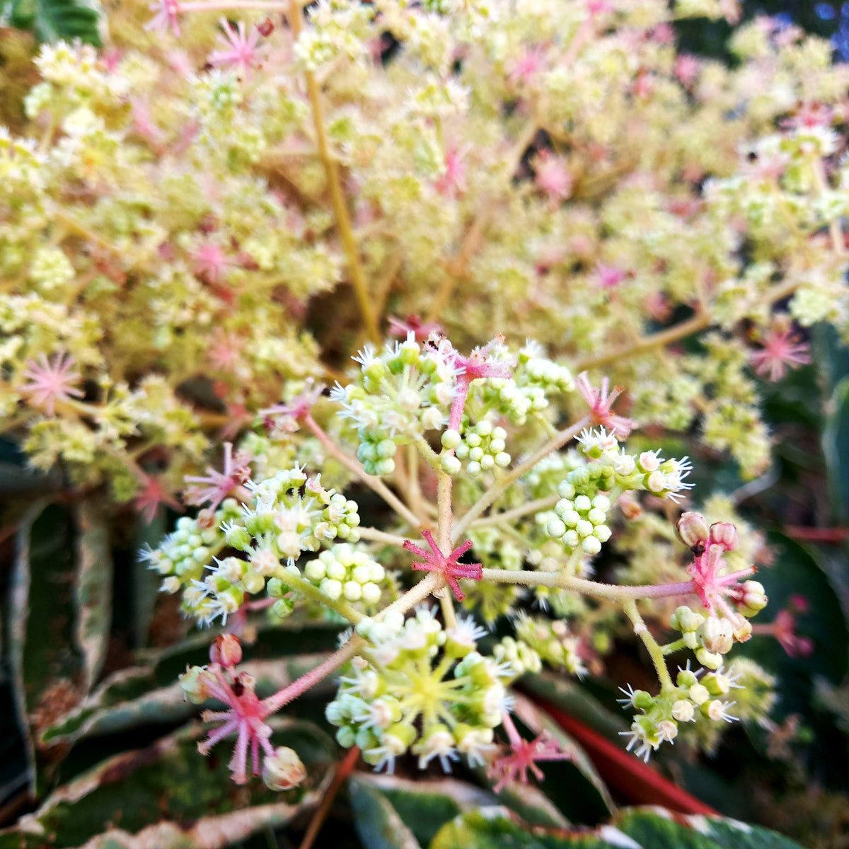 Weißbunte Stachel-Aralie 'Variegata' (Aralia elata)