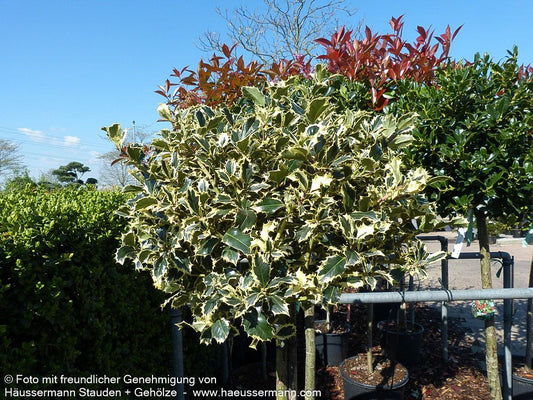 Weißbunte Stechpalme 'Argentea Marginata' (Ilex aquifolium)