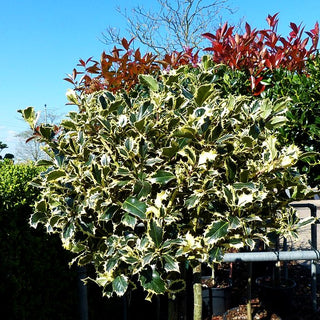 Weißbunte Stechpalme 'Argentea Marginata' (Ilex aquifolium)