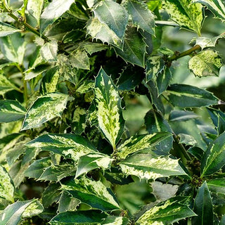 Weißbunte Stechpalme 'White Cream' (Ilex aquifolium)