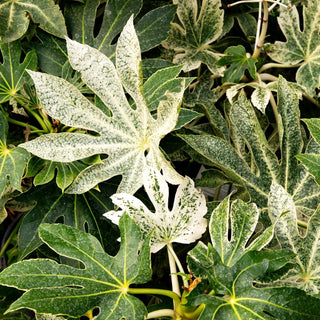 Weißbunte Zimmeraralie 'Spider's Web' (Fatsia japonica)