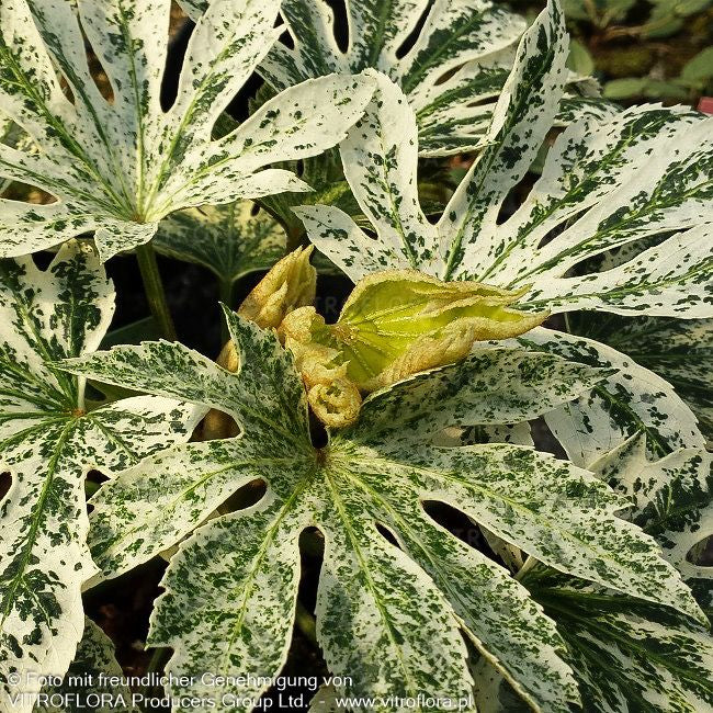 Weißbunte Zimmeraralie 'Spider's Web' (Fatsia japonica)