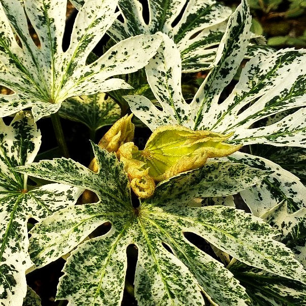 Weißbunte Zimmeraralie 'Spider's Web' (Fatsia japonica)