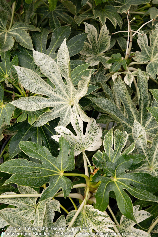 Weißbunte Zimmeraralie 'Spider's Web' (Fatsia japonica)