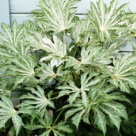 Weißbunte Zimmeraralie 'Spider's Web' (Fatsia japonica)
