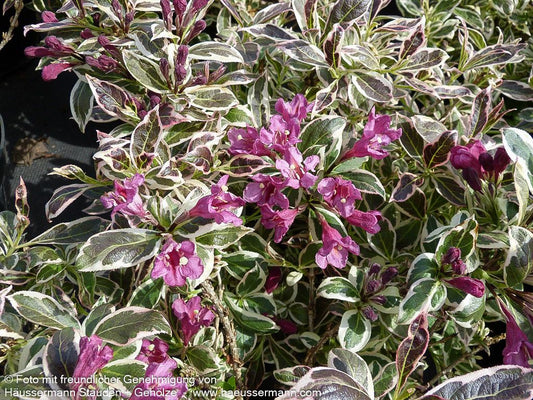 Weißbunte Zwerg-Weigelie 'All Summer Monet' (Weigela florida)