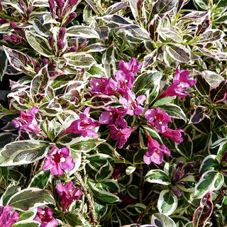 Weißbunte Zwerg-Weigelie 'All Summer Monet' (Weigela florida)