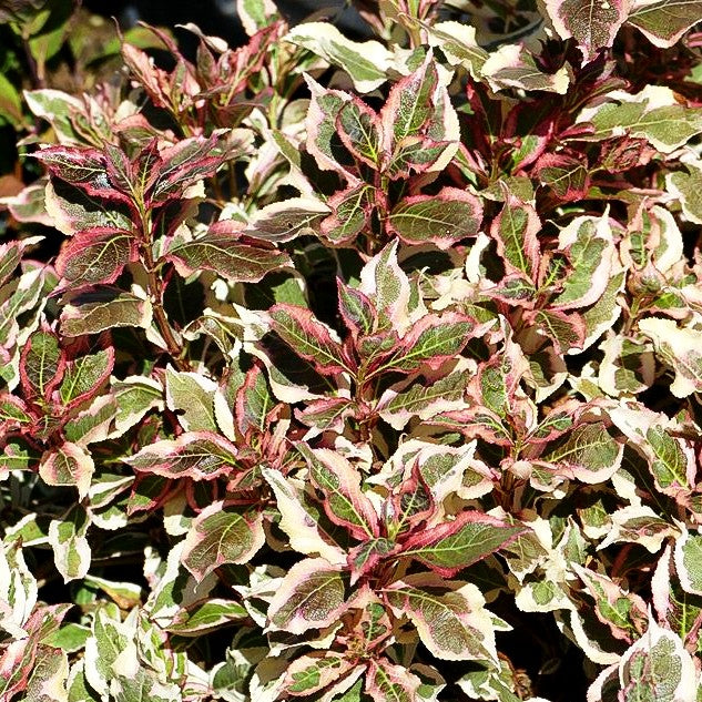 Weißbunte Zwerg-Weigelie 'All Summer Monet' (Weigela florida)
