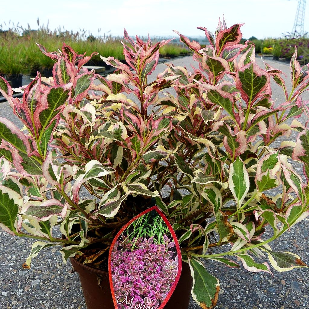 Weißbunte Zwerg-Weigelie 'All Summer Monet' (Weigela florida)