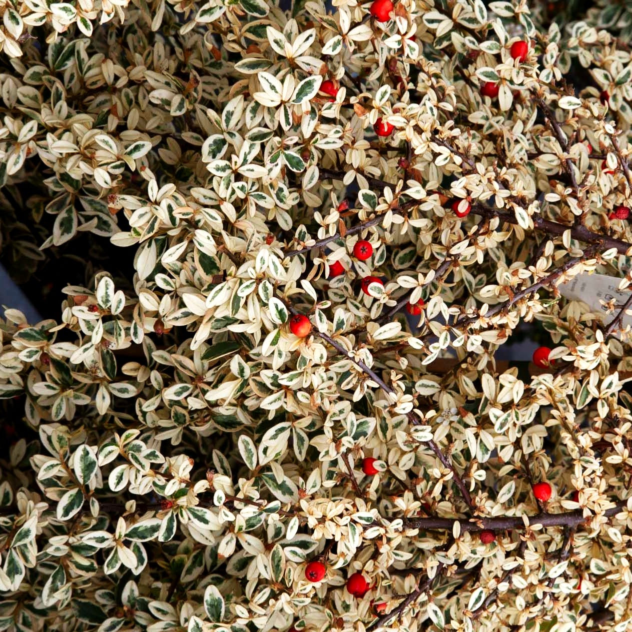 Weißbunte Zwergmispel 'Erlinda' (Cotoneaster x suecicus)