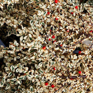 Weißbunte Zwergmispel 'Erlinda' (Cotoneaster x suecicus)
