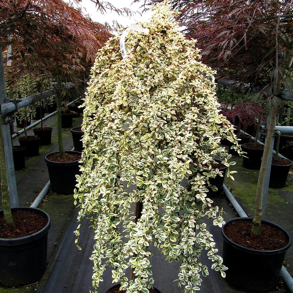 Weißbunte Zwergmispel 'Erlinda' (Cotoneaster x suecicus)