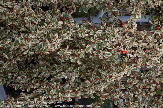 Weißbunte Zwergmispel 'Juliette' (Cotoneaster dammeri)