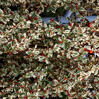 Weißbunte Zwergmispel 'Juliette' (Cotoneaster dammeri)
