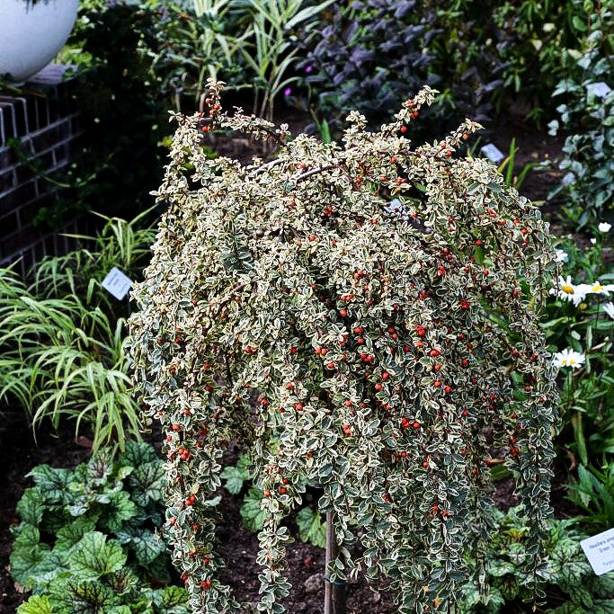 Weißbunte Zwergmispel 'Juliette' (Cotoneaster dammeri)