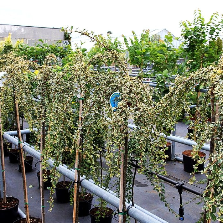Weißbunte Zwergmispel 'Juliette' (Cotoneaster dammeri)