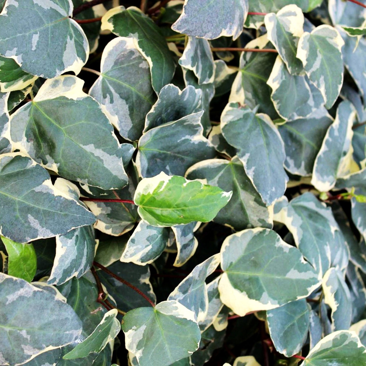 Weißbunter Algerien-Efeu 'Gloire de Marengo' (Hedera algeriensis)