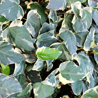 Weißbunter Algerien-Efeu 'Gloire de Marengo' (Hedera algeriensis)
