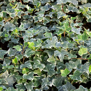 Weißbunter Efeu 'William Kennedy' (Hedera helix)