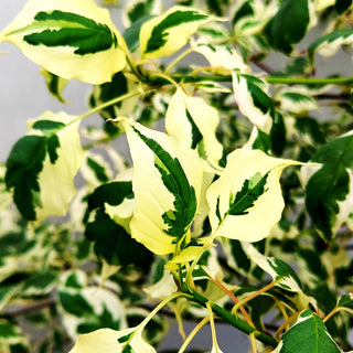 Weißbunter Etagen-Hartriegel 'Argentea' (Cornus alternifolia)