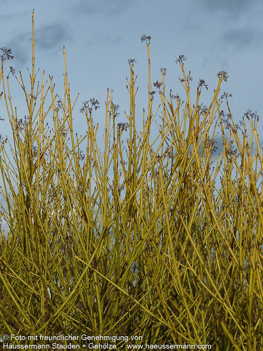 Weißbunter Gelbholz-Hartriegel 'White Gold' (Cornus stolonifera)
