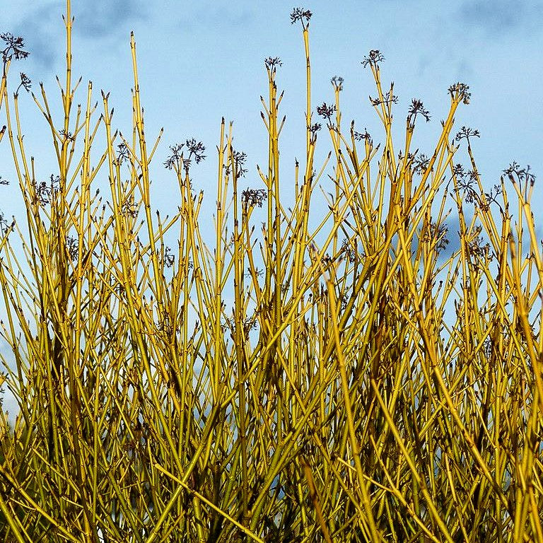 Weißbunter Gelbholz-Hartriegel 'White Gold' (Cornus stolonifera)