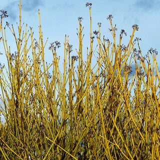 Weißbunter Gelbholz-Hartriegel 'White Gold' (Cornus stolonifera)