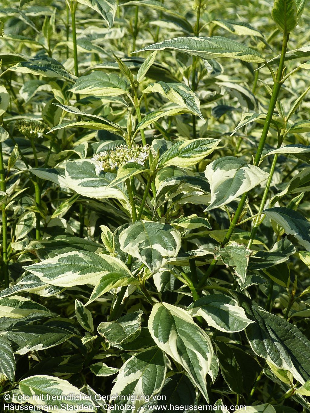 Weißbunter Gelbholz-Hartriegel 'White Gold' (Cornus stolonifera)