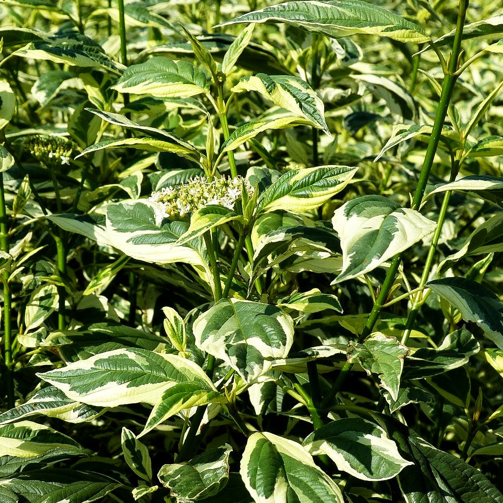 Weißbunter Gelbholz-Hartriegel 'White Gold' (Cornus stolonifera)
