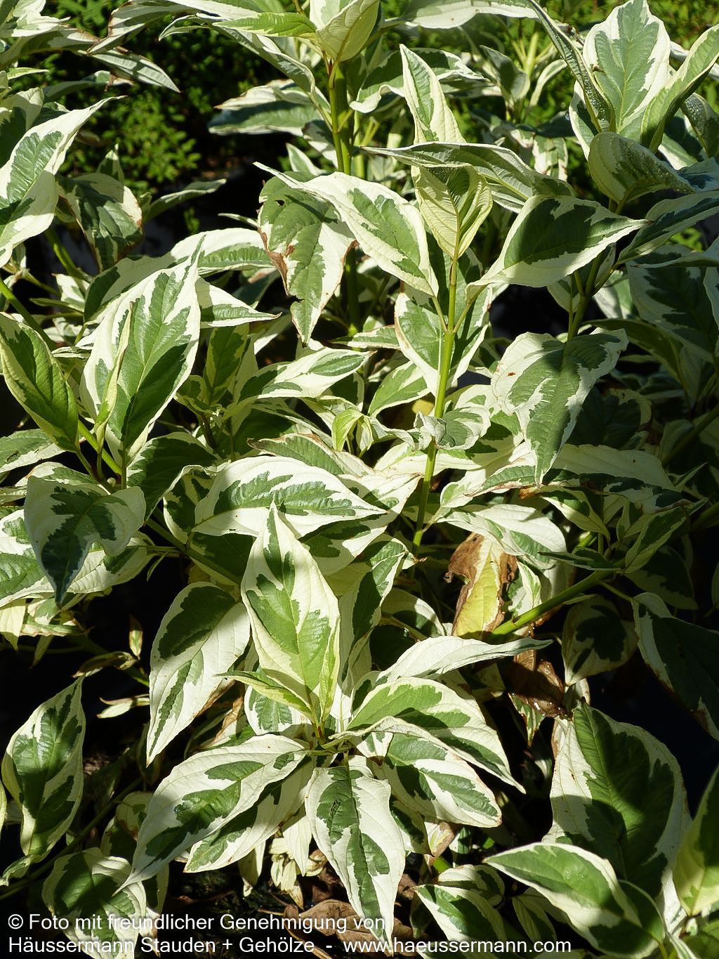 Weißbunter Gelbholz-Hartriegel 'White Gold' (Cornus stolonifera)